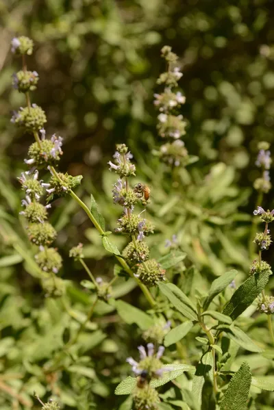 DSC_1632 (Large).JPG